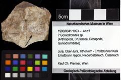 Foto (Objket + Etiketten) von ? Goniodromites sp. 